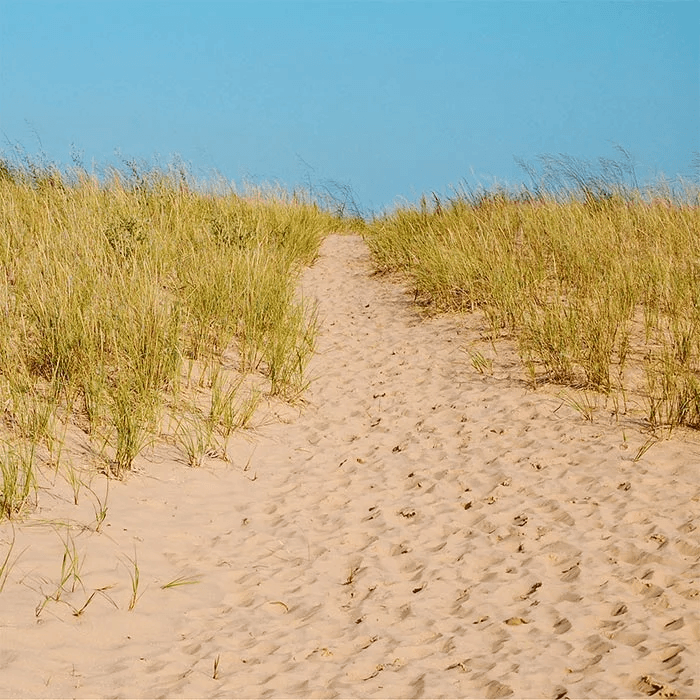 Path through tall grass on sandy dune in Michigan